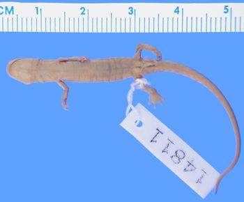 Media type: image; Herpetology A-14811